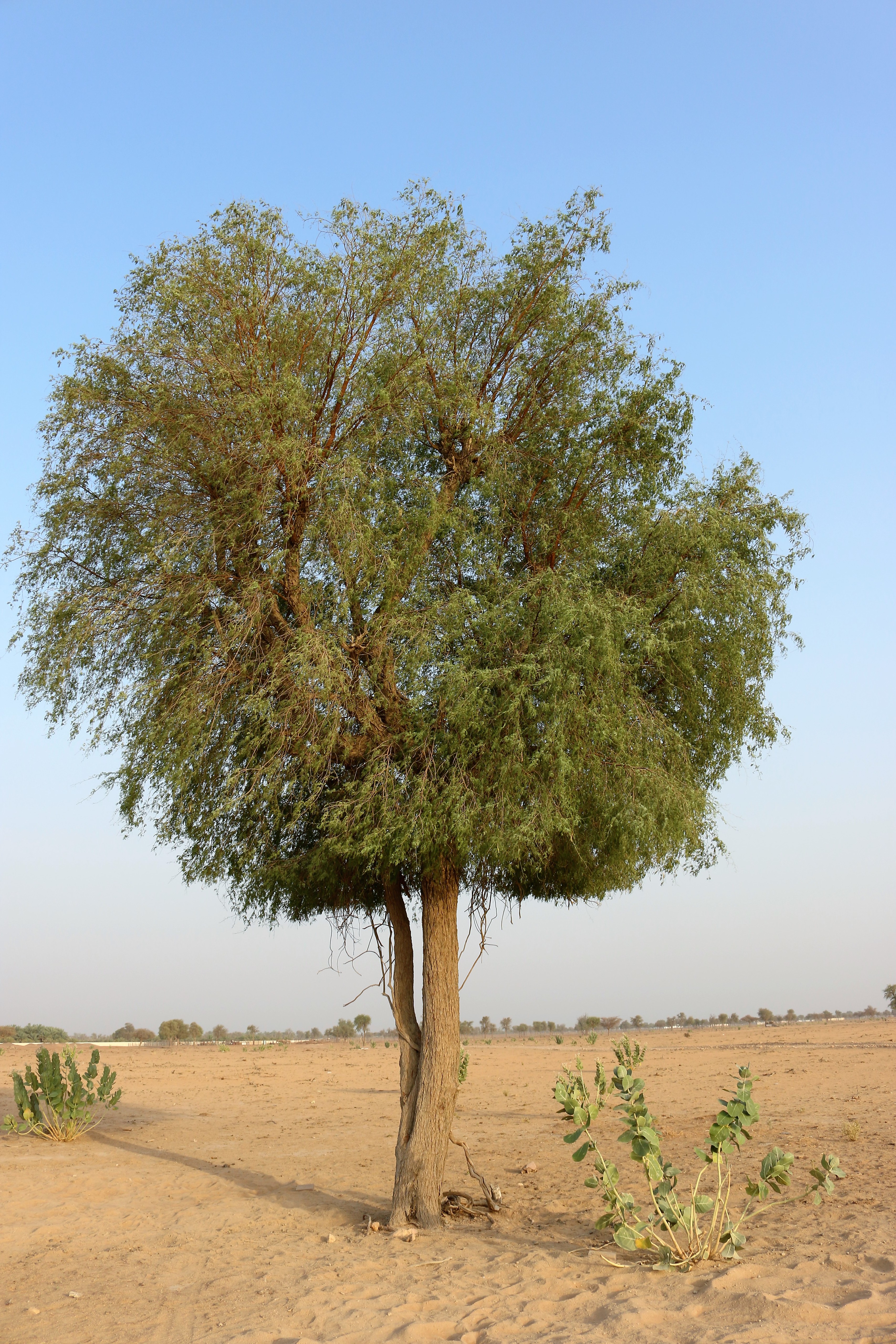 2. Khejri Tree (Andrew Breeden, Flickr Commons).jpg